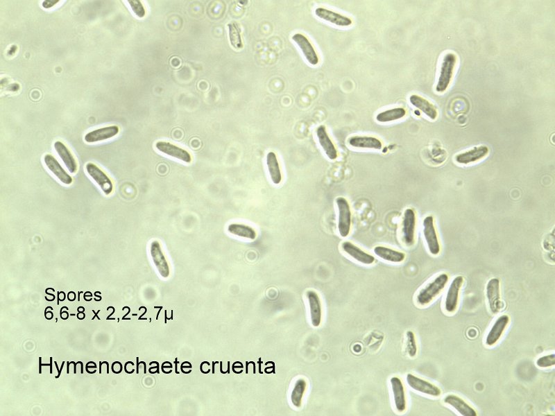 Hymenochaete cruenta-amf244-spores.jpg - Hymenochaete cruenta ; Syn1: Thelephora cruenta ; Syn2: Hymenochaete mougeotii ; Nom français: Hymenochaete rouge écarlate